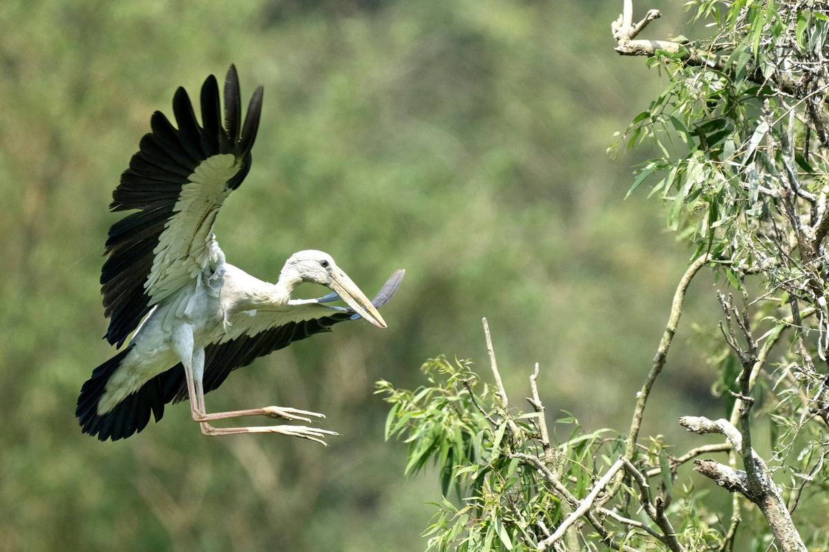 Hơn 20 năm qua, hàng trăm loài chim từ khắp nơi đổ về sinh sống tại Thung Nham ngày một đông. Số lượng lớn nhất phải kể đến các loài chim như: cò, vạc, le le, chích chòe than, chích chòe lửa, mòng két, bói cá, chào mào...