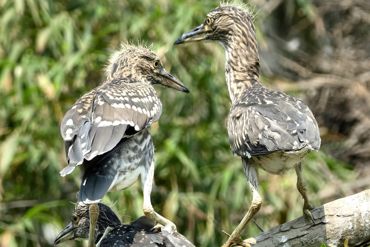Hồng Hoàng là linh vật nằm trong bộ tứ linh gồm Long - Ly - Quy - Phượng trong văn hóa châu Á. Đây là loài chim thường biểu tượng cho sự cao quý và đức hạnh, có sức mạnh hồi sinh, cũng như mang đến những điềm lành.