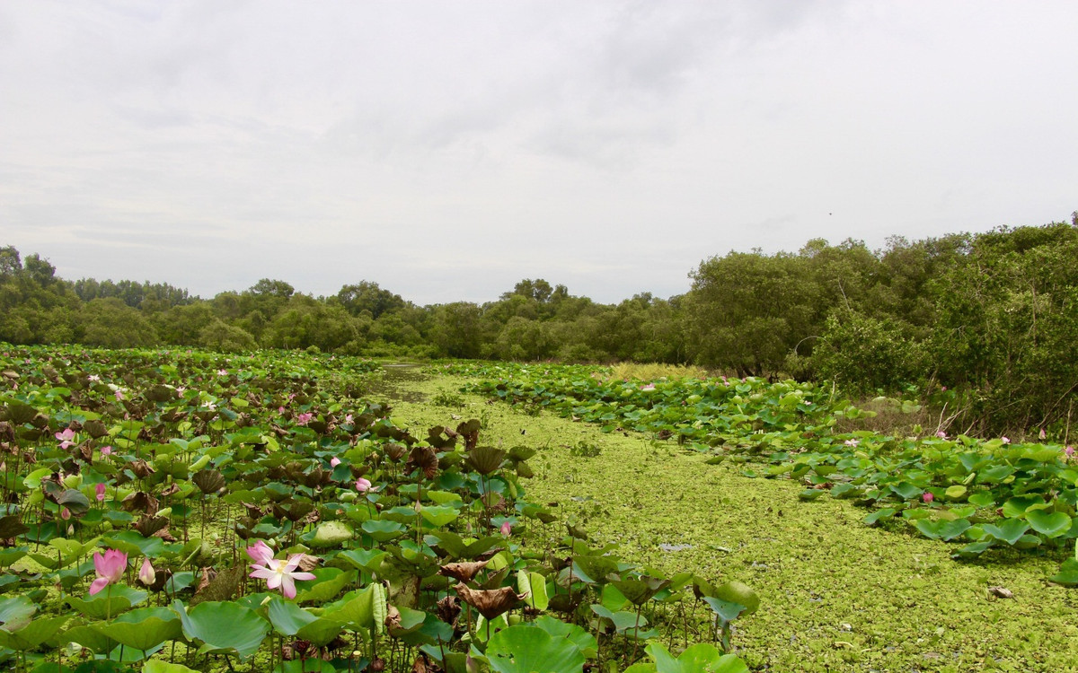 Phat trien ca chach dong tu trang trai den ban an, thu tien ty-Hinh-3