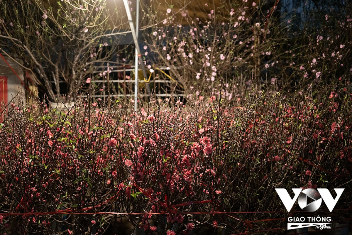 Những cành hoa đào Nhật Tân không thể lẫn với các vùng khác, người sành hoa sẽ biết tìm đến đây hoặc vào hẳn vườn để mua được đúng loại hoa yêu thích.