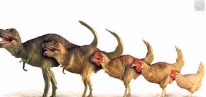 Da tim ra cau tra loi qua trung hay con ga co truoc