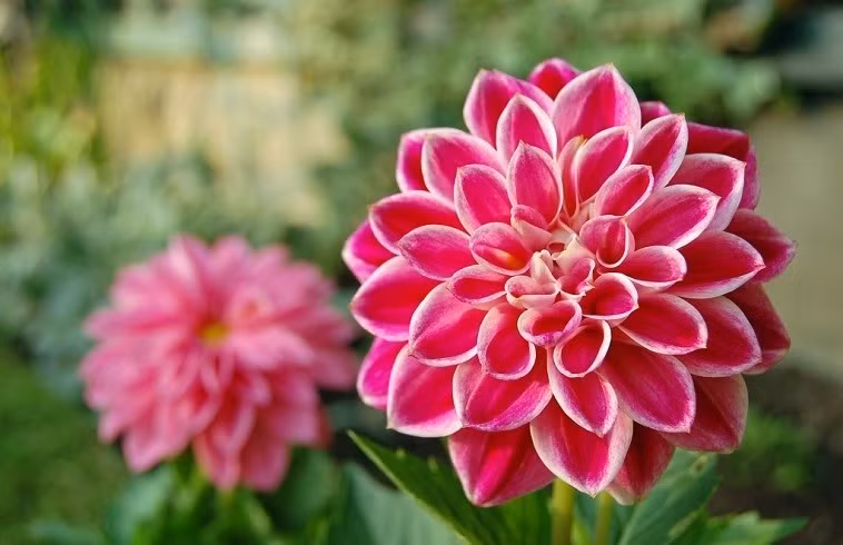 Sau Ram thang Gieng, 3 con giap gap quy nhan, huong loc vang-Hinh-3