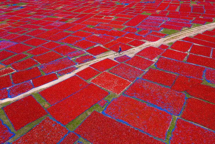 Trong ảnh, một người nông dân đang trở về nhà sau khi phơi những trái ớt đỏ dưới ánh nắng chói chang. Trong suốt mùa thu hoạch kéo dài 2 tháng, hàng tấn ớt được phơi khô tạo thành hiệu ứng chắp vá ấn tượng trên những cánh đồng xanh tươi ở Panchagarh (Bangladesh).