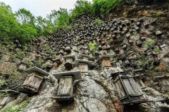 Nghề nuôi ong xuất hiện ở Trung Quốc bắt đầu từ thế kỷ thứ 2 sau Công nguyên. Ước tính khoảng một nửa nguồn cung cấp mật ong trên thế giơíđến từ các quốc gia châu Á. Ít ai biết rằng, hơn 80% đàn ong bản địa Trung Quốc hiện đã tuyệt chủng. Sự du nhập của loài ong mật châu Âu (Apis Mellifera) được coi là nguyên nhân chính dẫn đến sự suy giảm nghiêm trọng của loài ong bản địa tại nước này.