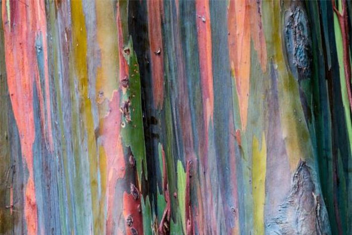 Không chỉ thu hút bởi 7 sắc cầu vồng sặc sỡ, thoạt nhìn như được ai sơn lên, cây bạch đàn deglupta còn có nhiều dược tính như các cây họ bạch đàn khác. Phần vỏ và lá bạch đàn chứa nhiều tinh dầu, thường được dùng làm thuốc điều trị các bệnh ho, sát khuẩn đường hô hấp, một số bệnh nhiễm khuẩn...