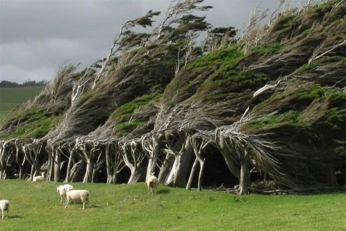 Chính sức gió mạnh mẽ, khủng khiếp và liên tục khiến cho cây cối, thâm chí cả cổ thụ đổ rạp, uốn cong, xiêu vẹo, dị dạng theo chiều gió thổi.