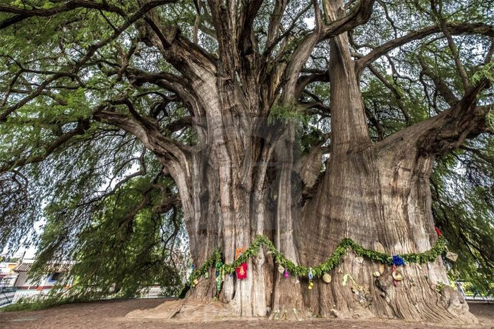 5. Cây Tule (Mexico). Cây nổi tiếng nhất của Mexico - cây Tule (Arbol del Tule) sinh trưởng gần thành phố Oaxaca. Đây có thể không phải là cây to lớn nhất hoặc cổ thụ nhất trên thế giới, nhưng cây Tule không có đối thủ cho danh hiệu cây có chu vi thân lớn nhất (gần 50 mét).