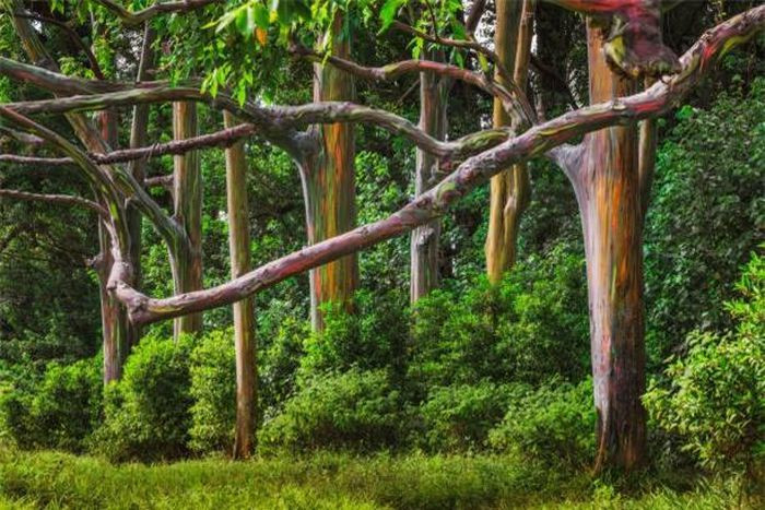 Nhiều người cho rằng cây bạch đàn cầu vồng sẽ đem lại may mắn cho những ai nhìn thấy.