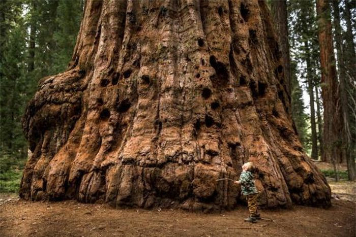 Cây Sequoias chỉ mọc và sinh trưởng trên sườn phía Tây của dãy núi Sierra Nevada, với chiều dài 640 km chạy qua Nevada và California.