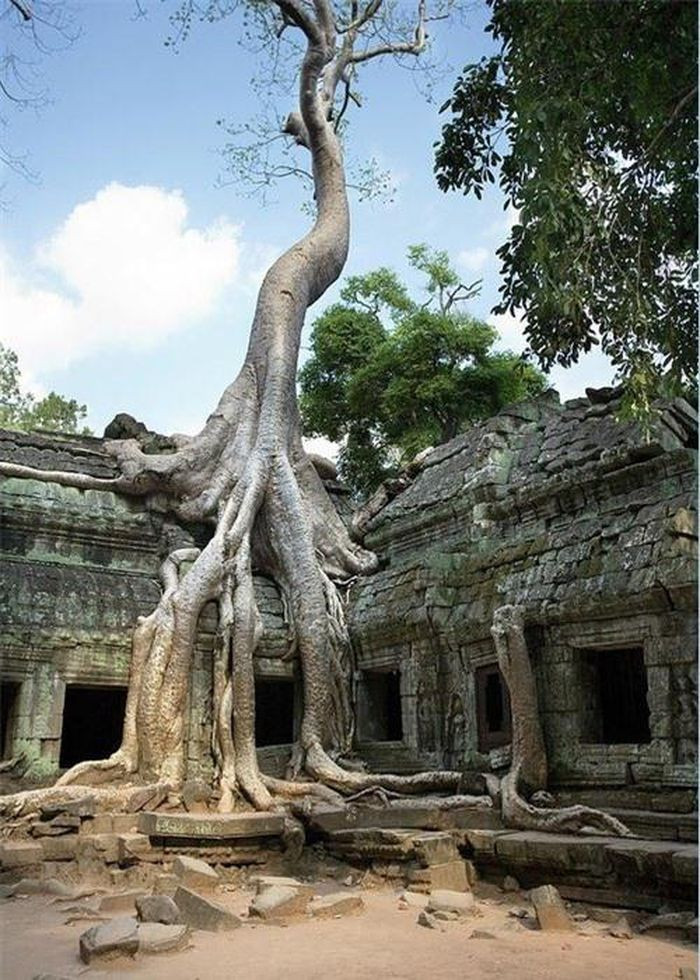 Rõ ràng, địa điểm này từng bị bỏ hoang suốt thời gian dài và sau hàng trăm năm đã phát triển thành một nơi mà hiện nay còn được gọi là Công viên khảo cổ Angkor. Ở mọi hướng, thân của các cây bông lụa vươn cao chọc trời, núp dưới tán lá xanh khổng lồ. Phần gốc cây như vòi bạch tuộc trùm xuống mặt đất và các rễ cây dài bất tận cuộn bò dưới mặt đất như những con rắn.