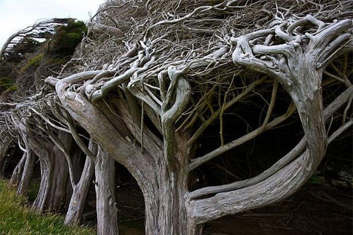 6. Cây chắn gió, New Zealand. Những cây cổ thụ siêu vẹo, hình dạng kỳ dị, biến dạng chỉ có thể tìm thấy ở điểm cực Nam của đảo Nam, New Zealand.
