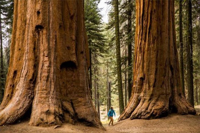 Ở đây có cây được ghi nhận cao thứ 2 thế giới với 3.200 năm tuổi. Đó chính là rừng cây Sequoias, nét độc đáo và là niềm tự hào của toàn khu vực.