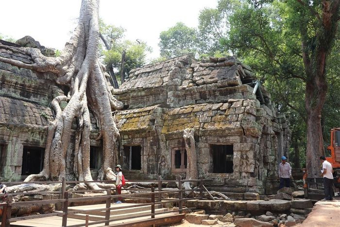 4. Cây bông lụa (Campuchia). Đền Ta Prohm hay còn gọi là Đền Rừng, tọa lạc trong khu di tích Angkor Thom, có các cây cối sinh trưởng ở đây theo một cách đáng kinh ngạc nhất. Không thể nào tả siết cho tới khi bạn đặt chân đến nơi này và tận mắt chiêm ngưỡng việc kỳ lạ.