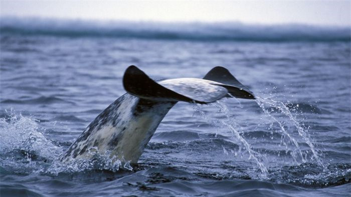 Kỳ lân biển có vai trò quan trọng với nền kinh tế và văn hóa của các cộng đồng bản địa ở Greenland hay Canada. Hiện nay, loài này đang chịu ảnh hưởng từ sự ấm lên toàn cầu. Một vấn đề khác với kỳ lân biển là ô nhiễm tiếng ồn do loài này giao tiếp bằng âm thanh. Các tàu vận chuyển đi qua Bắc Cực ngày một nhiều khiến vùng biển ồn ào hơn. Dù vậy, ít nhất tới hiện tại, kỳ lân biển vẫn thuộc nhóm "ít quan tâm" về tình trạng bảo tồn. Ảnh: Natural World Safaris.