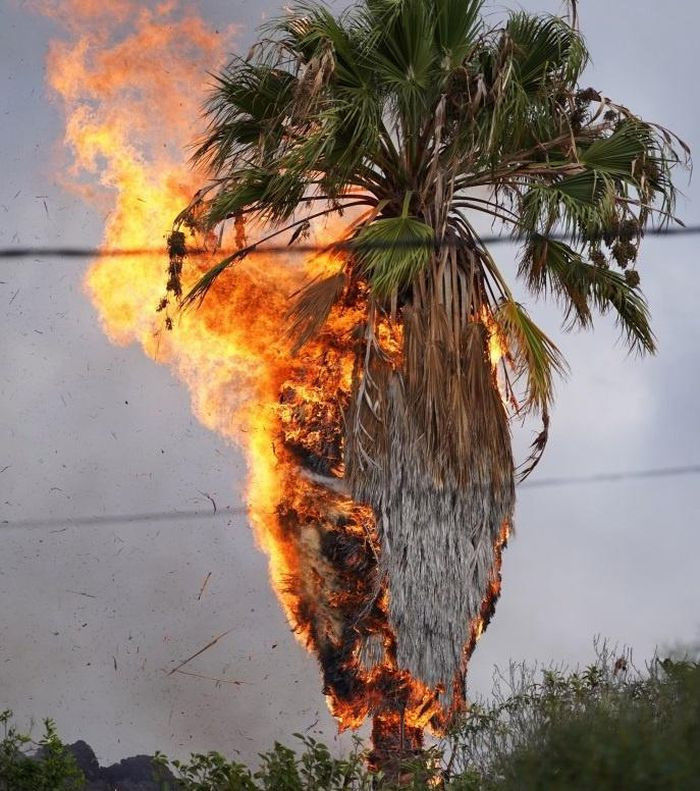 Nhiệt độ quá nóng khiến cây cối bị thiêu rụi. Các nhà chức trách ở Tây Ban Nha hôm 21/9 đã cảnh báo nhiều nguy hiểm hơn đang chờ đợi người dân, bao gồm động đất, khí độc hại, tro núi lửa và mưa axit. Ảnh: The Sun.