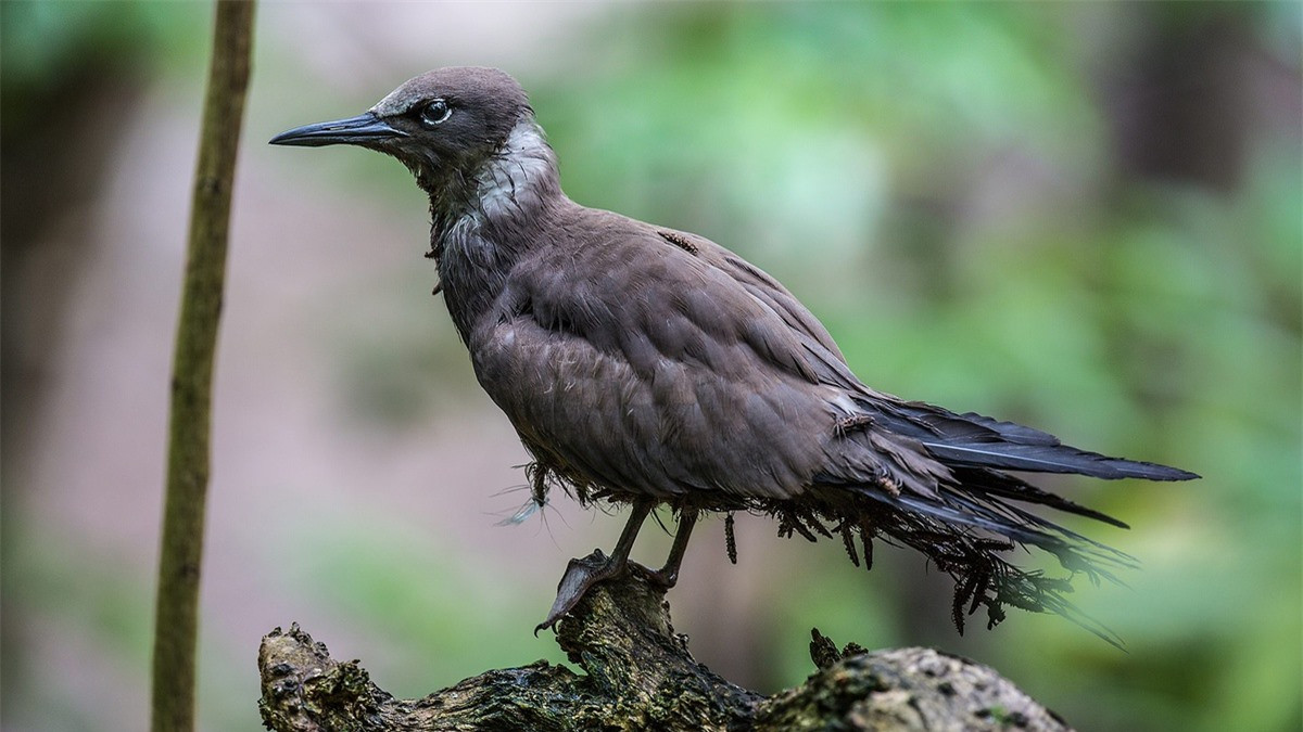 Một số con khác chết khô trên cây với hạt cây bám lủng lẳng. Một số nhà nghiên cứu gọi cảnh tượng này giống một "cây thông Noel với đồ trang trí ghê rợn".