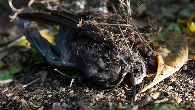 Hành vi của cây pisonia gây ảnh hưởng tiêu cực đến quần thể chim biểm trên đảo. Theo một số nghiên cứu, cây pisonia là tác nhân giết chết 1/4 cá thể nhạn trắng và 1/10 các loài chim biển nhiệt đới khác.