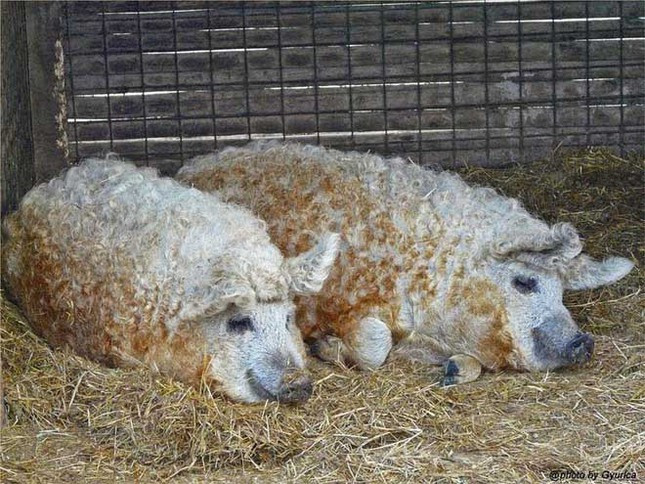 Mangalitsa không cần chăm sóc đặc biệt và có khả năng vỗ béo tốt.