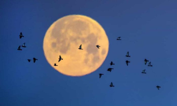 Mặt Trăng không phải là một vật thể nguyên thủy. Theo Cơ quan Hàng không và Vũ trụ Mỹ (NASA), Mặt Trăng là "một hành tinh đã tiến hóa", nó có sự phân vùng bên trong tương tự như Trái Đất, với một lớp vỏ dày và một phần chất lỏng ở sâu bên trong.