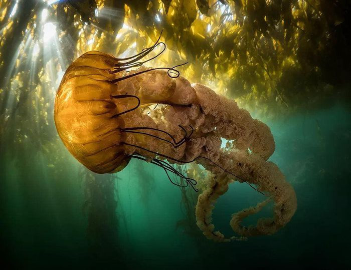 Ảnh của Maxwel Hohn lọt vào danh sách “Giải thưởng Lựa chọn của Cộng đồng” (Community Choice Award) tại cuộc thi Ocean Photographer of the Year 2021 (Nhiếp ảnh gia đại dương năm 2021)