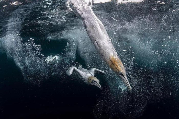 Bức ảnh của Henley Spiers giành giải Nhì cuộc thi Ocean Photographer of the Year 2021 (Nhiếp ảnh gia đại dương năm 2021)