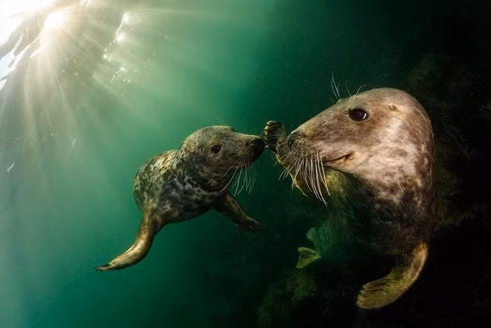 Ảnh của Grant Thomas, được đánh giá cao trong hạng mục “Nhiếp ảnh gia phiêu lưu trong năm” (Adventure Photographer of the Year) tại cuộc thi Ocean Photographer of the Year 2021 (Nhiếp ảnh gia đại dương năm 2021)
