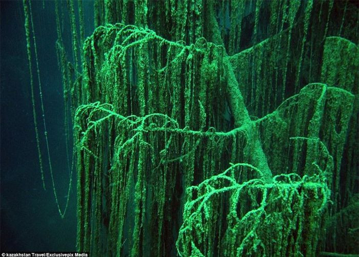 Ở dưới nước, cành lá của cây vân sam phát triển bình thường. Xung quanh tán cây, nhiều loài rong rêu sinh trưởng tạo nên khu rừng rậm rạp. Những du khách ưa khám phá thường tham gia tour lặn để ngắm vẻ đẹp siêu thực của rừng cây dưới đáy hồ. Ảnh:Shutterstock.