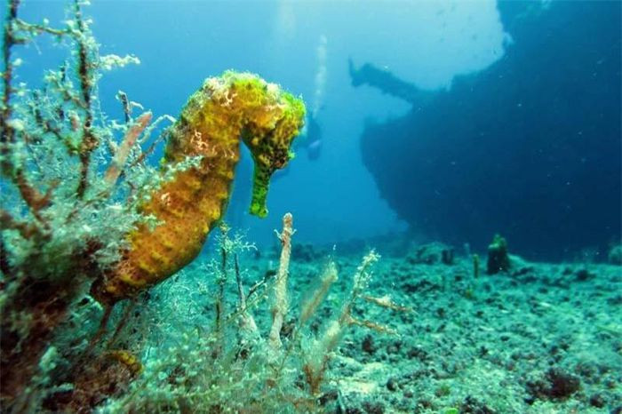 6. RMS Rhone, Quần đảo Virgin (Anh). RMS Rhone đã từng là một tàu của Anh thuộc sở hữu của Royal Mail Steam Packet Company. Con tàu bị chìm ngoài khơi đảo Salt Island gần Quần đảo Virgin thuộc Anh vào năm 1867 bởi một trận cuồng phong khiến 123 người phải bỏ mạng trên tàu. Nó hiện đang là một địa điểm lặn xác tàu nổi tiếng ở Caribe.