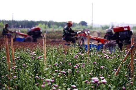 Bắc Từ Liêm phát triển kém hơn hẳn, người dân vẫn dựa vào nông nghiệp. Ảnh: Internet.