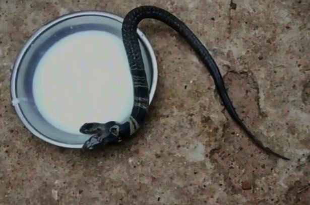 Su nguy hiem kinh hoang cua ran ho mang hai dau