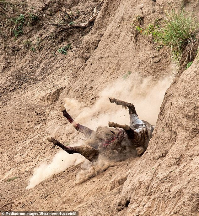 "Trước cơn giông bão, biển thường tĩnh lặng", câu nói rất hợp với hoàn cảnh lúc này. Mọi thứ yên lặng cho tới khi một tiếng nước bắn tung tóe vang lên. Con cá sấu đớp trúng bụng con mồi. Cả con ngựa vằn và chúng tôi đều sốc. Nhưng tôi vẫn kịp chụp lại. Nhưng phần tuyệt nhất vẫn là lúc con ngựa vằn trốn thoát được, chạy lên bờ với phần ruột xổ ra ngoài và sau đó ngã xuống", nhiếp ảnh gia 33 tuổi chia sẻ.