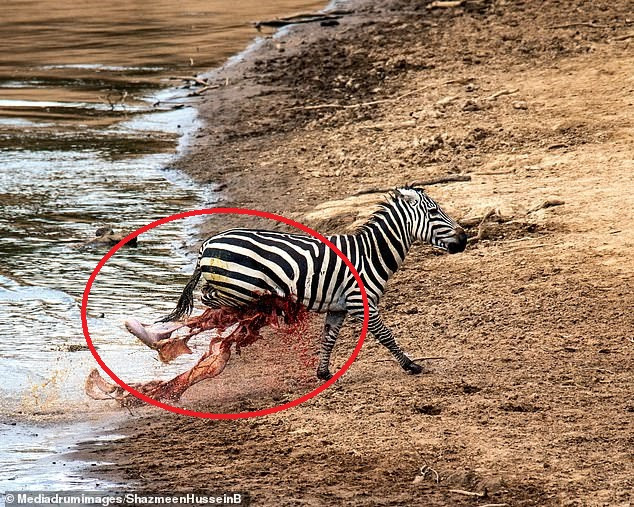 Nhiếp ảnh gia Shazmeen quyết định đăng tải loạt ảnh để mọi người hiểu được sự khốc liệt của cuộc sống tự nhiên. "Đây là thực tế của cuộc sống hoang dã. Và khoảnh khắc này sẽ theo tôi mãi mãi. Tôi nhớ lúc đó khoảng 13h và chúng tôi đang ngồi bên bờ sông Mara hồi tháng 11. 