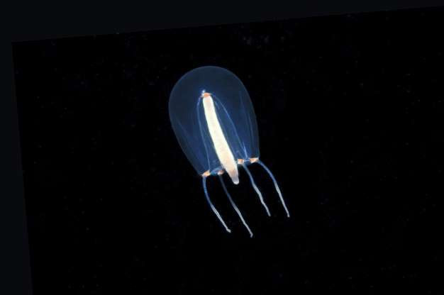 Sứa Hydromedusa có kích thước chỉ vài milimet, khiến chúng rất khó phát hiện. 