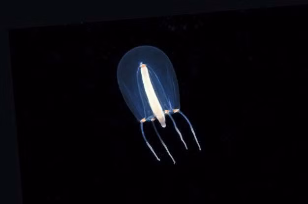 Sứa Hydromedusa có kích thước chỉ vài milimet, khiến chúng rất khó phát hiện. 