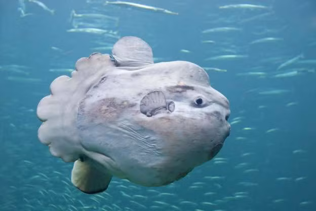 Cá thái dương. Đây là loài cá có xương nặng nhất thế giới, với cá trưởng thành có thể nặng tới hơn 2 tấn. 