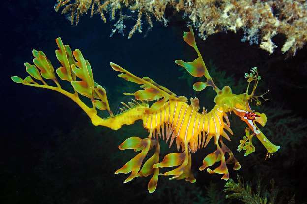 Những loài sinh vật kỳ lạ, có "một không hai" dưới đáy đại dương Nhung loai sinh vat ky la, co