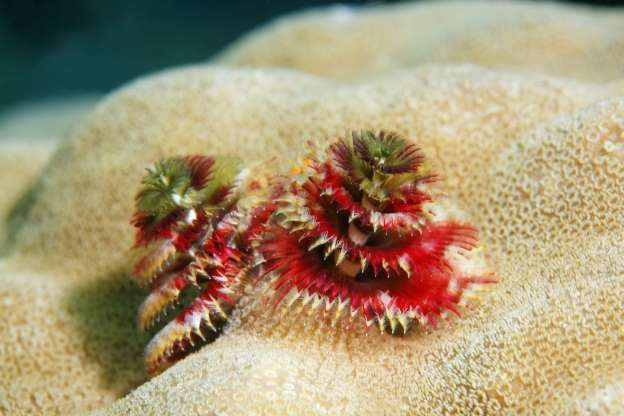 Giun cây thông có hình dạng giống như cây giáng sinh. Loài giun biển này sống chủ yếu tại các vùng biển nhiệt đới, từ Caribbean tới Ấn Độ Dương và Thái Bình Dương. Ngoài màu sắc sặc sỡ dễ nhận dạng, mỗi con giun còn sở hữu hai xúc tu hình lông vũ, trông giống như cây thông thật sự.