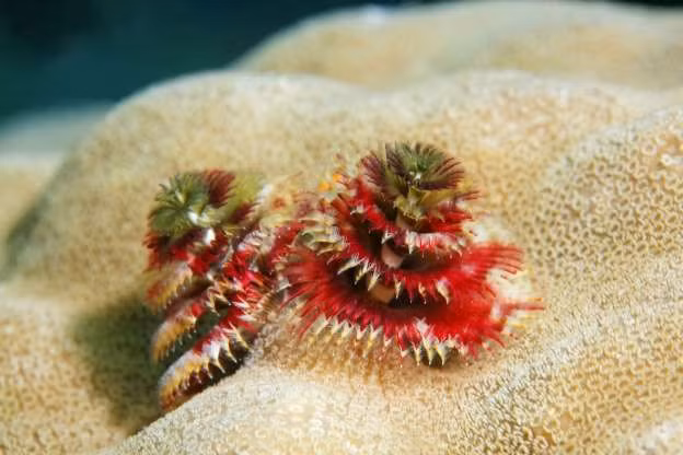 Giun cây thông có hình dạng giống như cây giáng sinh. Loài giun biển này sống chủ yếu tại các vùng biển nhiệt đới, từ Caribbean tới Ấn Độ Dương và Thái Bình Dương. Ngoài màu sắc sặc sỡ dễ nhận dạng, mỗi con giun còn sở hữu hai xúc tu hình lông vũ, trông giống như cây thông thật sự.