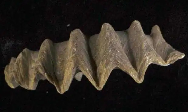 Khung long da chet hang loat vi noi tang bi tan pha?-Hinh-3