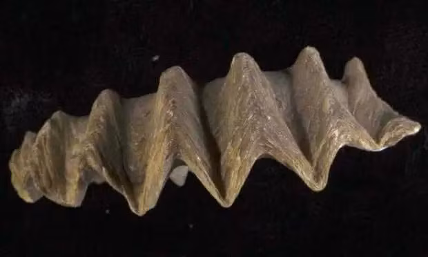 Khung long da chet hang loat vi noi tang bi tan pha?-Hinh-3