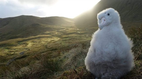 Đảo Gough là một hòn đảo núi lửa xa xôi ở Nam Đại Tây dương không có người ở ngoại trừ một nhóm nhỏ các nhà khoa học nghiên cứu ở đó.