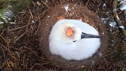 Một con chim thậm chí còn bị gặm trơ cả xương đầu, lộ phần não phía trong