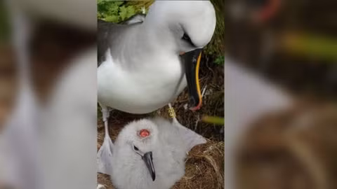 Những con non may mắn hơn nhưng không biết liệu lần sau chúng có còn thoát khỏi tử thần adasia-->