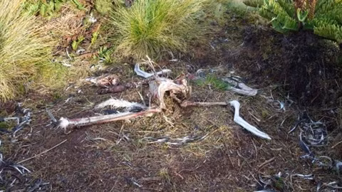 Nhiều con hải âu chỉ còn lại nhúm xương, lông sau khi thành bữa ăn của chuột