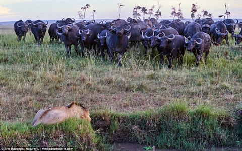 Nó cố gắng nhảy trên chỗ đất hiếm hoi được cho là an toàn nhưng không được. Đến cuối đường, sư tử đành đánh liều bơi qua sông và nó đã thành công.