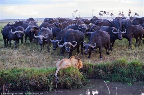 Trâu rừng châu Phi hay còn gọi là trâu Cape, là một trong những loài lớn nhất trong họ hàng nhà trâu.