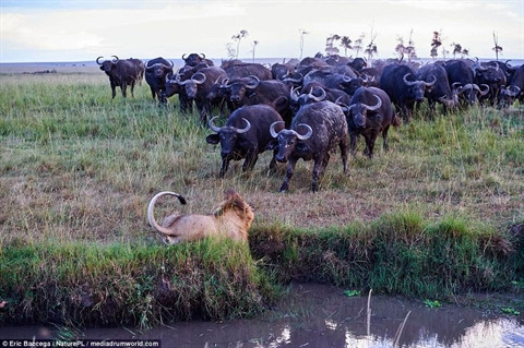 Cuộc chạm trán giữa trâu rừng và sư tử diễn ra ở Khu bảo tồn Maasai, Kenya.