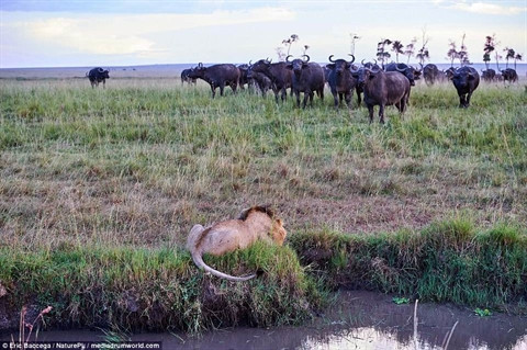 Dù cố gắng ẩn nấp nhưng sư tử không tránh khỏi sự phát hiện của đàn trâu. Chúng từ từ tiến tới khiến sư tử hoảng sợ. Chúa sơn lâm giờ bị đẩy vào thế khó, một bên là đầm nước một bên là đàn trâu rừng tiến tới.