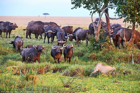 Một con trâu rừng bị mắc kẹt trong khu vực đầm nước, không lâu sau đó nó bị sư tử tấn công và giết chết. Khi con sư tử thưởng thức bữa ăn của mình chưa được bao lâu thì đàn trâu rừng phát hiện.