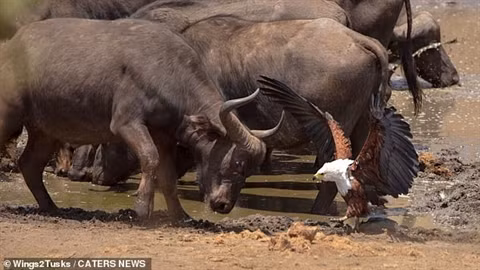 Theo đó, một con đại bàng lao xuống tóm gọn con cá trê vừa được một con cò bắt được. Dù có thân hình chỉ bằng nửa con còn Marabou nhưng rõ ràng đại bàng vẫn là kẻ cửa trên.